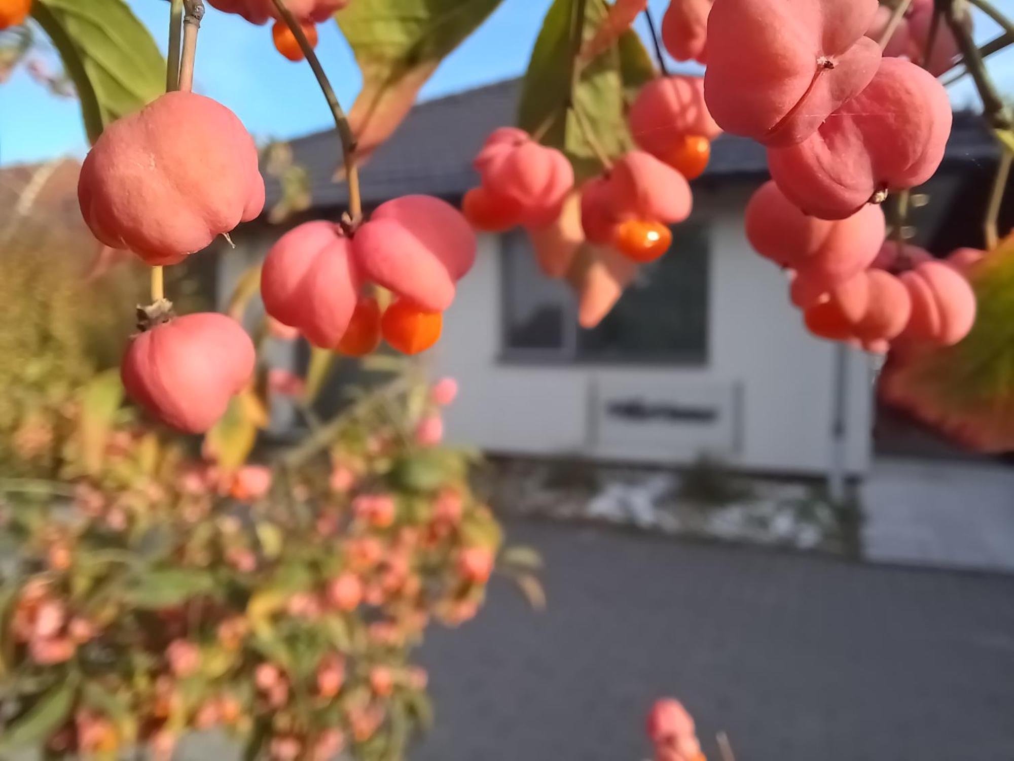 Villa Vamus Vendeg- Es Rendezvenyhaz Vámosszabadi Esterno foto